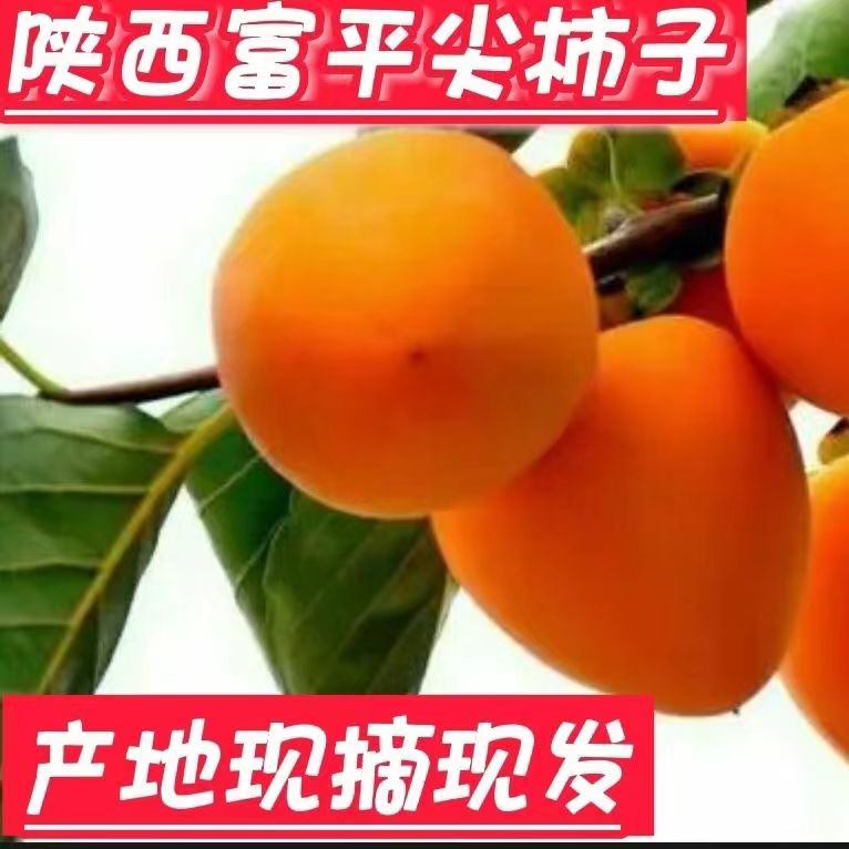 精选富平大尖柿12-16枚装特大果很甜好吃【吃软不吃硬】