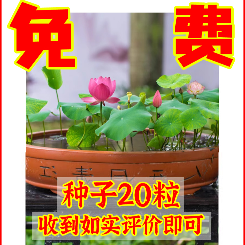 文竹好养发财树绿萝室内绿植花卉盆栽叶片