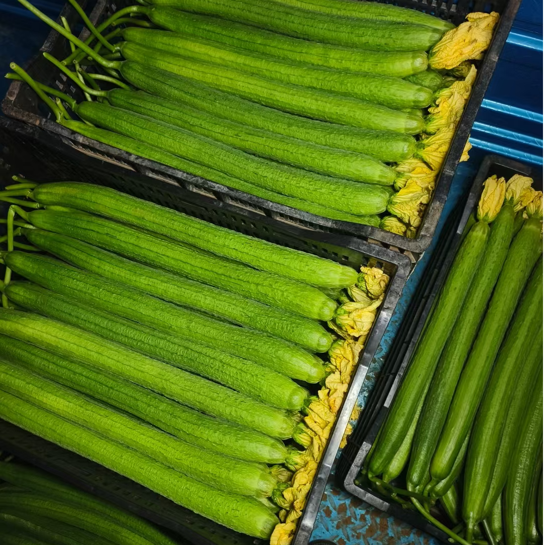 云南精品本地丝瓜