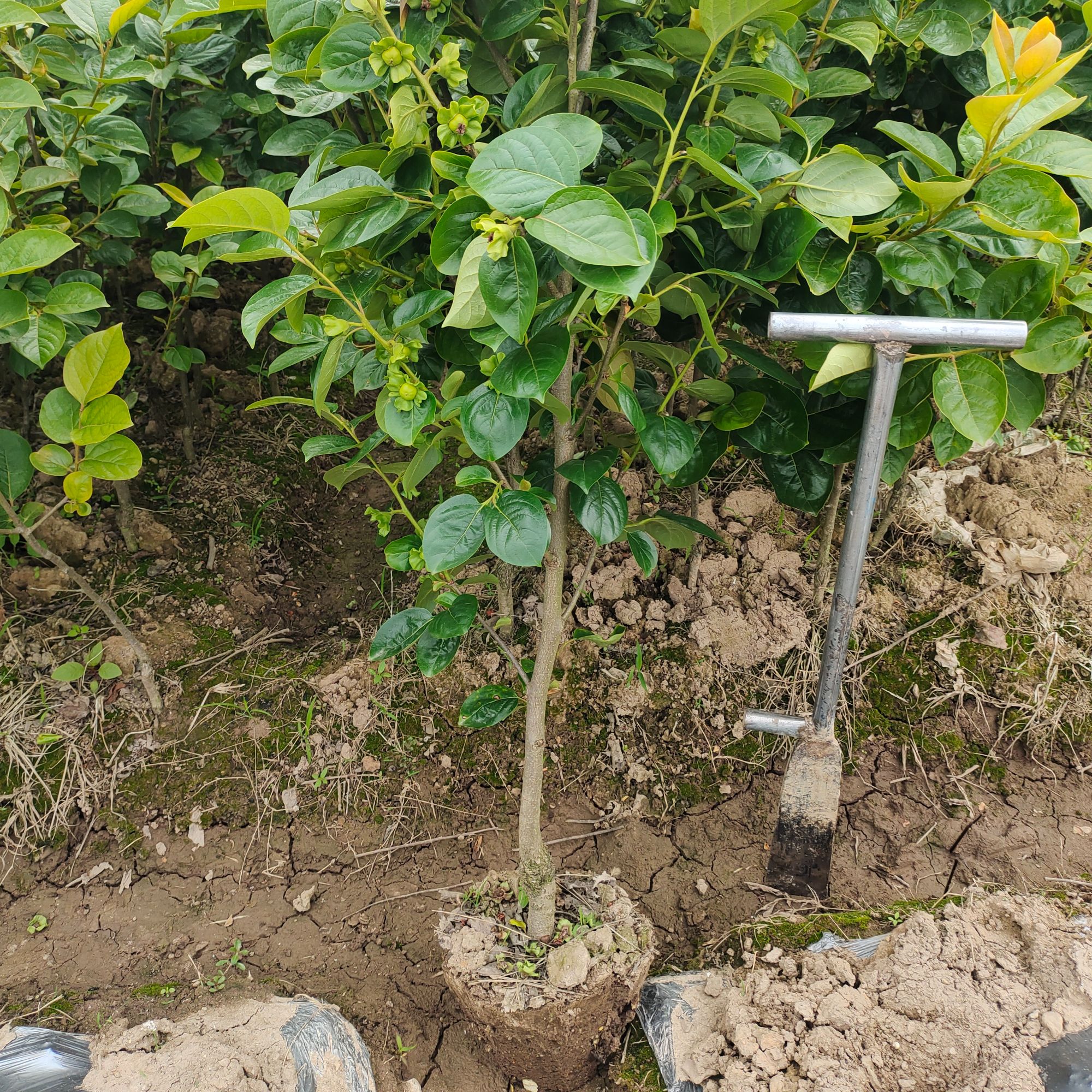 太秋绿植盆栽地栽一物一拍