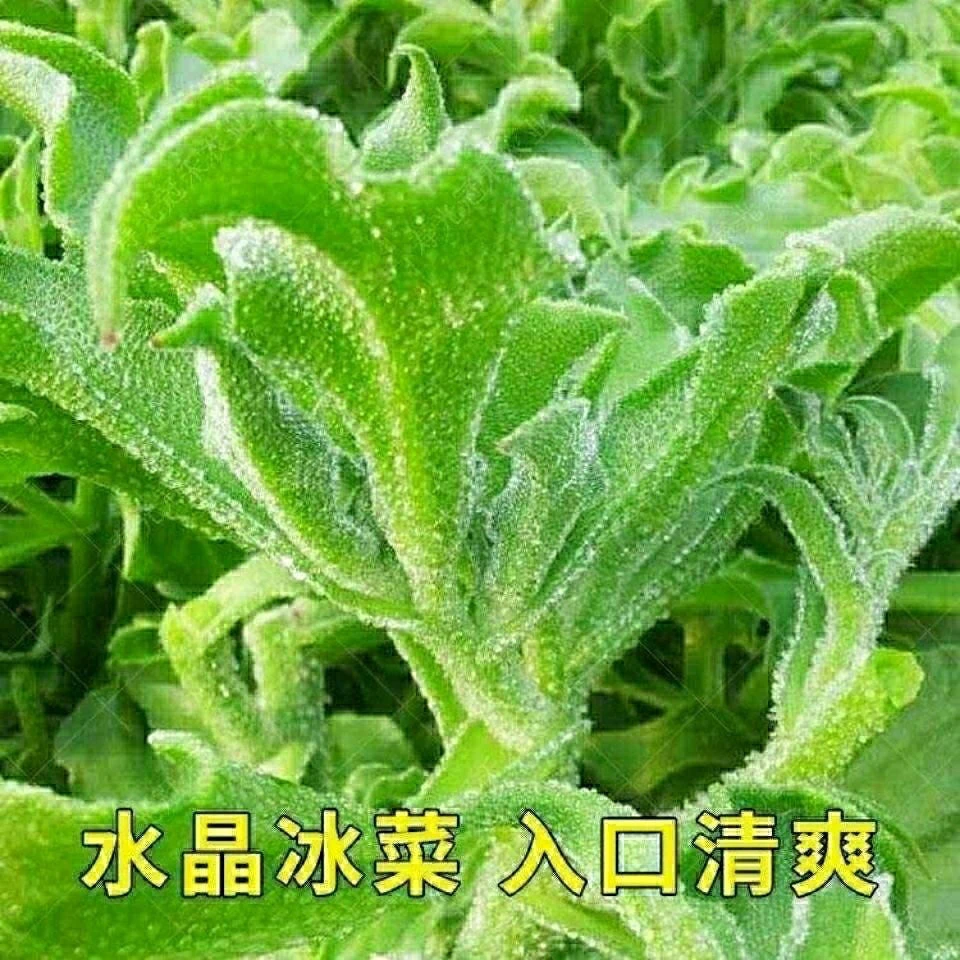 水晶冰菜四季阳台盆栽原装冰草养生特色栽培蔬菜