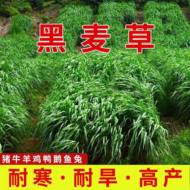 牧草多年生鸡鸭鹅猪牛羊鱼专用黑麦草四季牧草种子