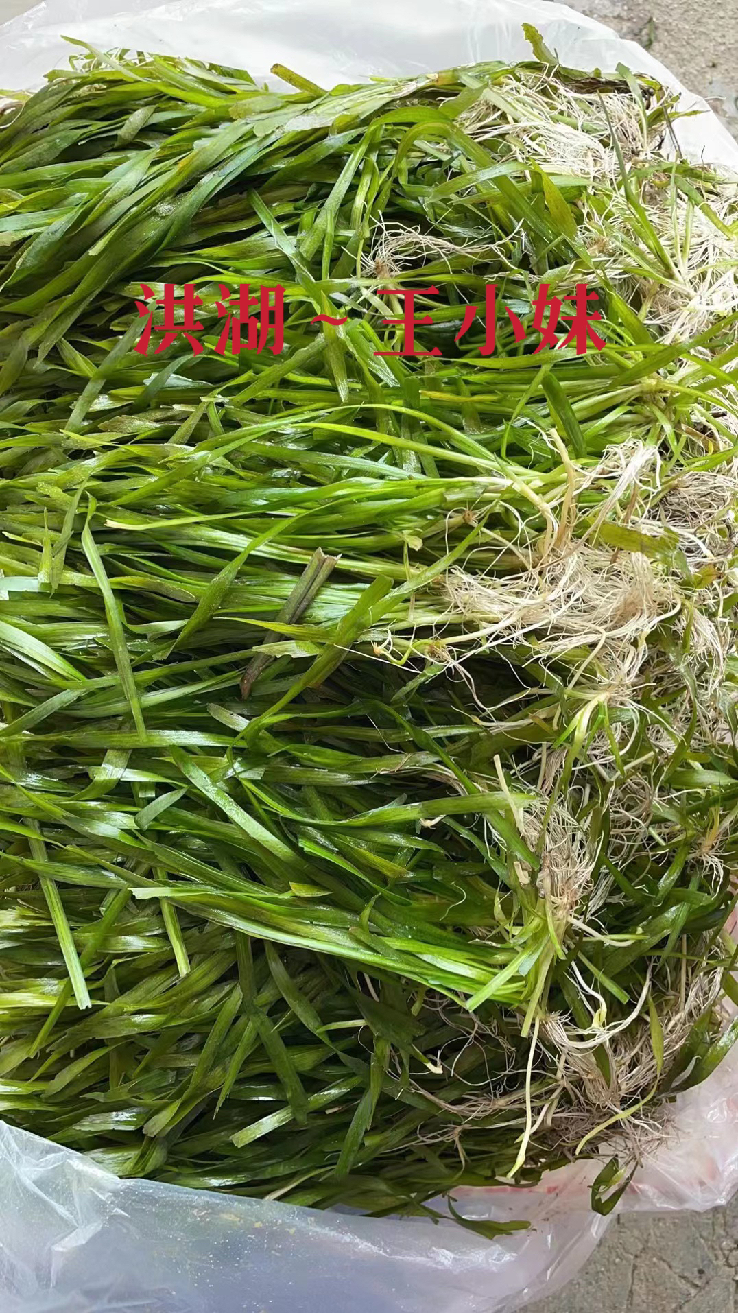 矮生苦草 短叶苦草 耐寒耐高温虾蟹养殖四季常青水草