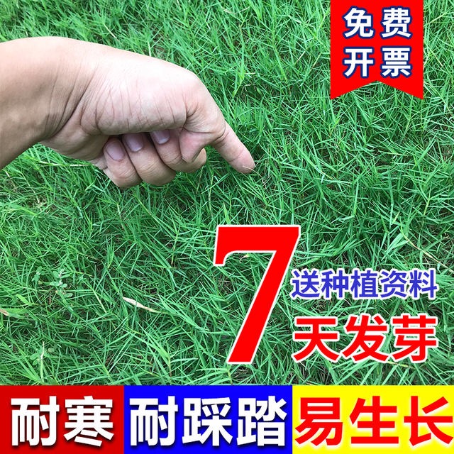 高档四季常青免修剪草坪草籽耐寒耐热庭院绿化耐旱地毯草种子别墅