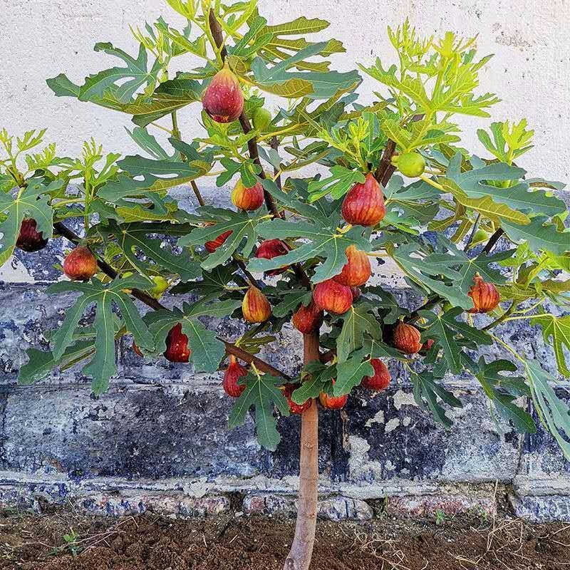 【2年苗买一送一】特大波姬红无花果树苗南北方盆栽地栽无花果树苗