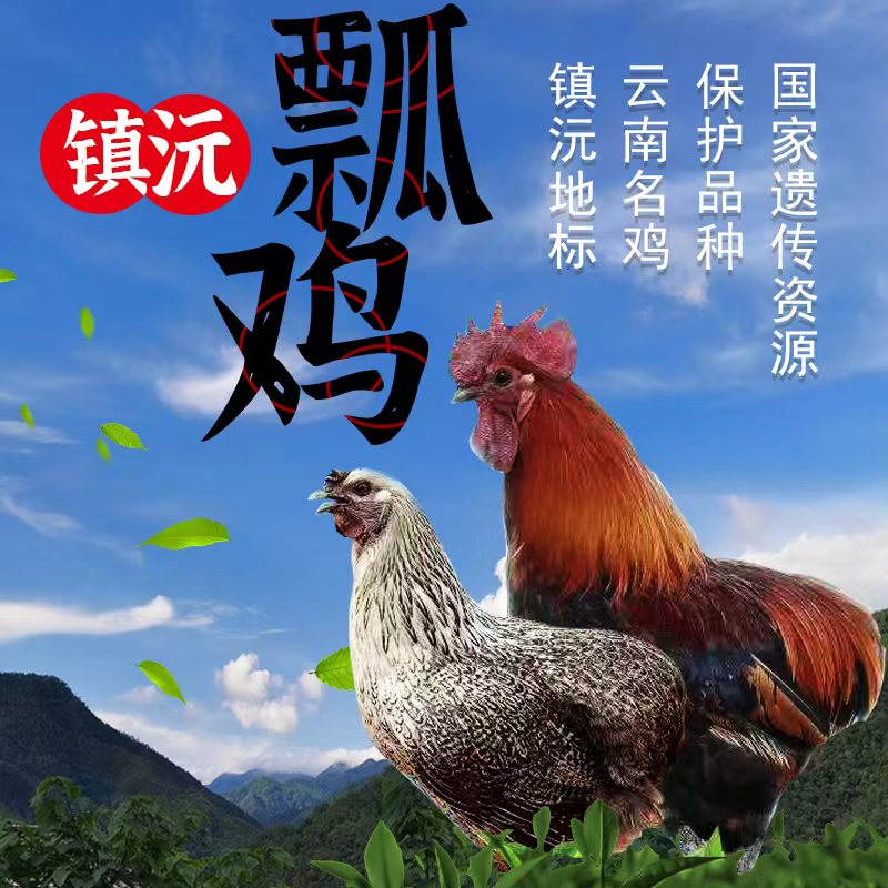 云南镇沅瓢鸡正宗2.8斤冰鲜空运包邮农家养殖1年以上跑山鸡虫草鸡