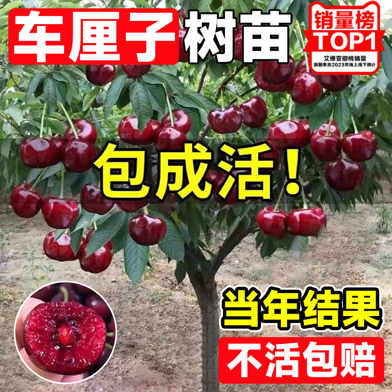 车厘子树苗樱桃树苗南北方种植盆栽庭院果树苗矮化樱桃树大樱桃苗