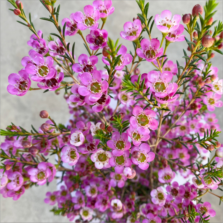 【买一送一】共600g澳洲腊梅鲜花花束直播现卖鲜切摆件云南基地直发