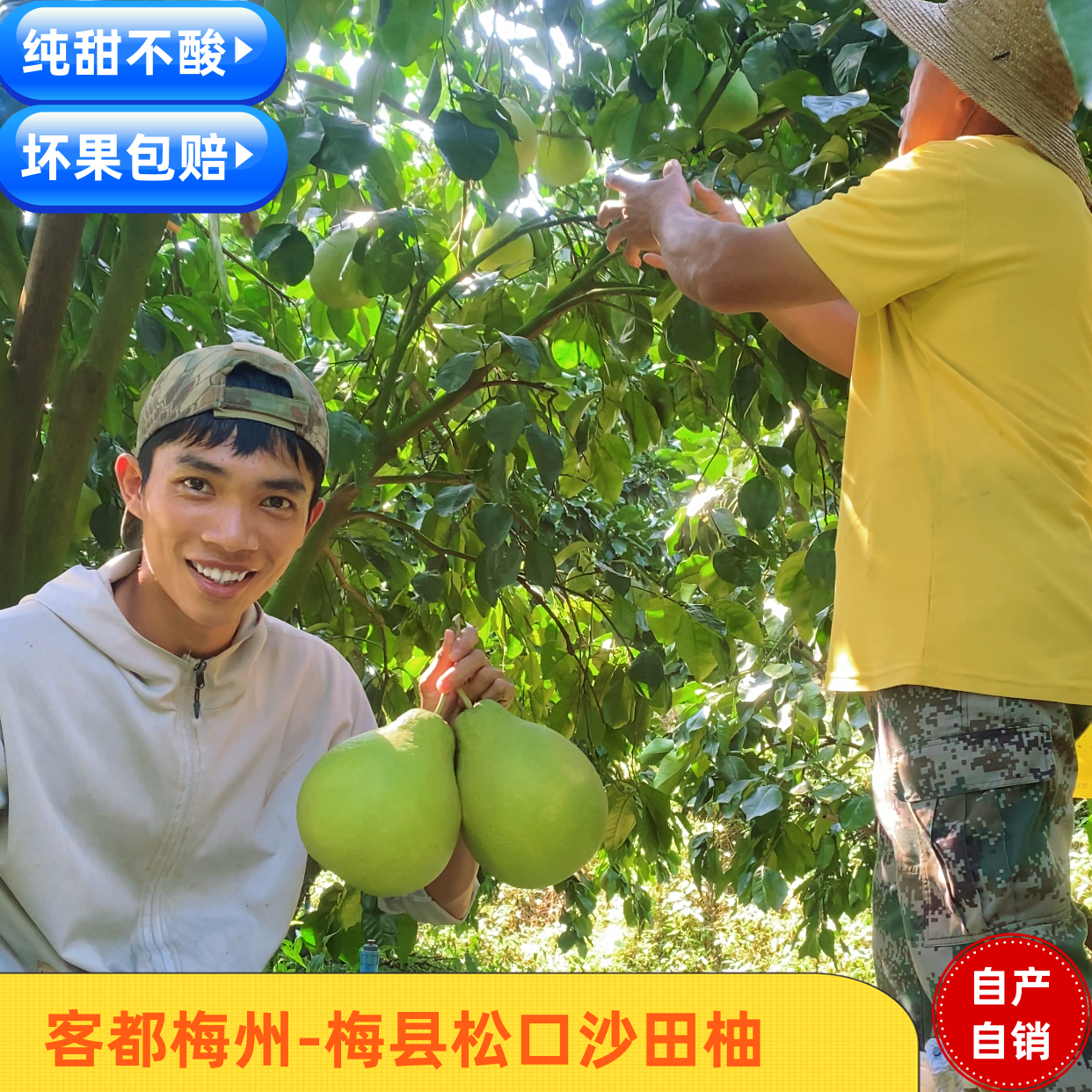 【小袋尝鲜】柚子正宗梅州沙田柚新鲜水果多汁老树柚子香甜清甜产地