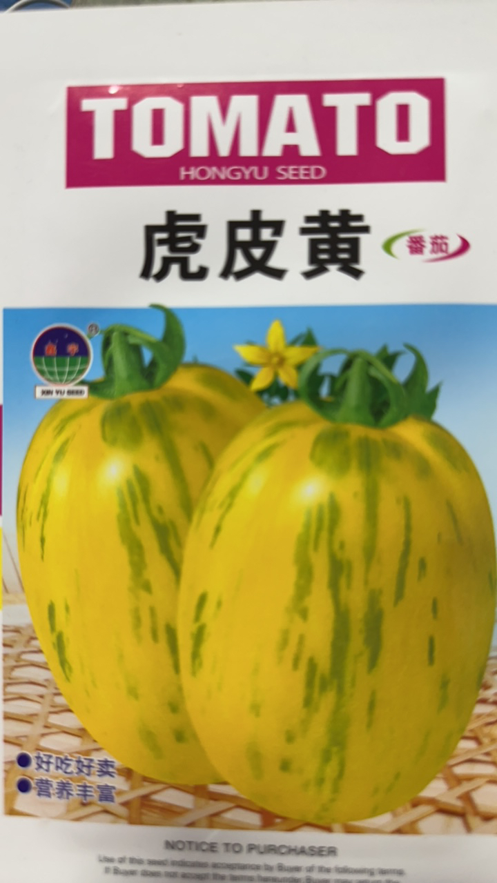 虎皮黄番茄柿子籽