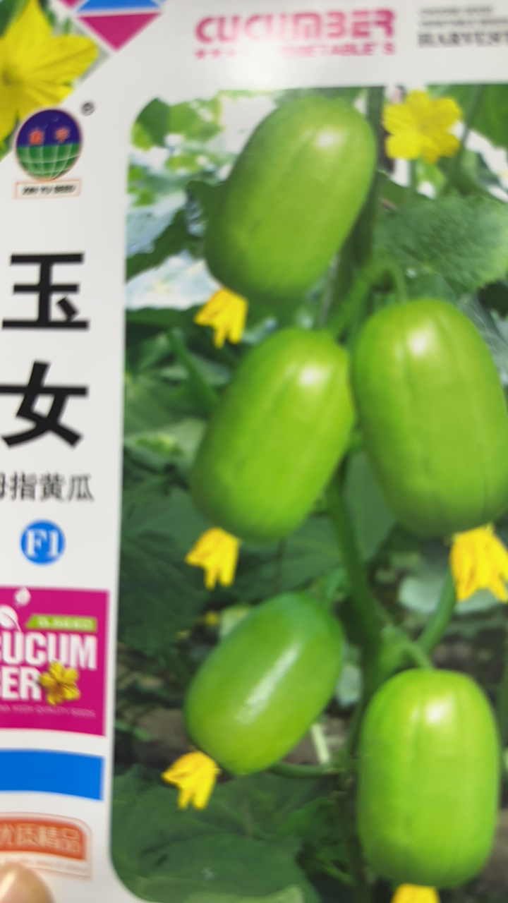 玉女拇指水果黄瓜