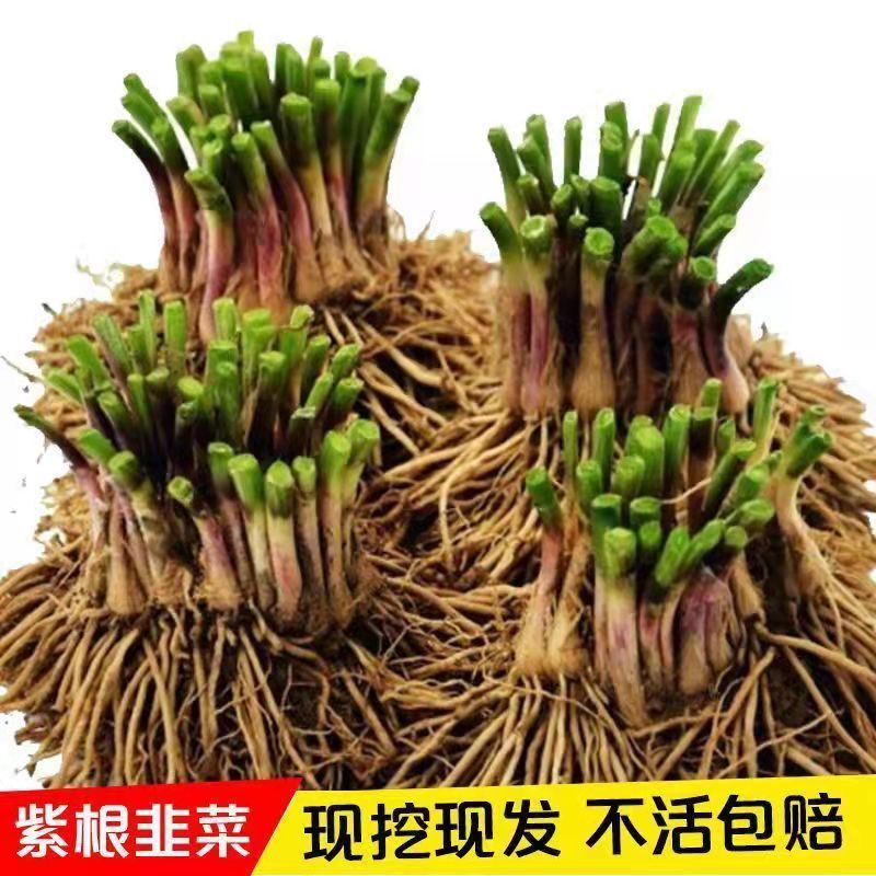 现挖紫根红根韭菜根苗宽叶四季阳台盆栽韭菜庭院种韭菜苗包活