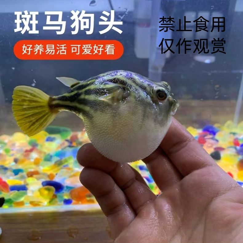 斑马狗头养殖鱼苗生气鼓泡热带鱼红色淡水养殖凶猛鱼苗活体包邮