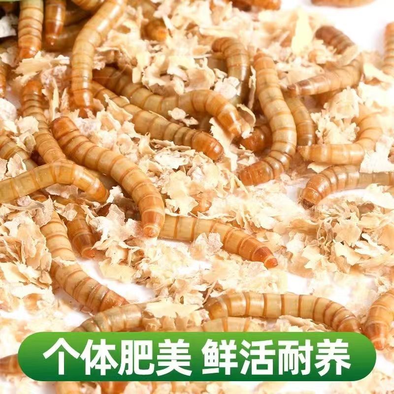 黄粉虫面包虫蛋白虫包活，鸡鸭鹅，龟鱼鸟蝎子蜈蚣蜥蜴狐獴蜜袋爱吃