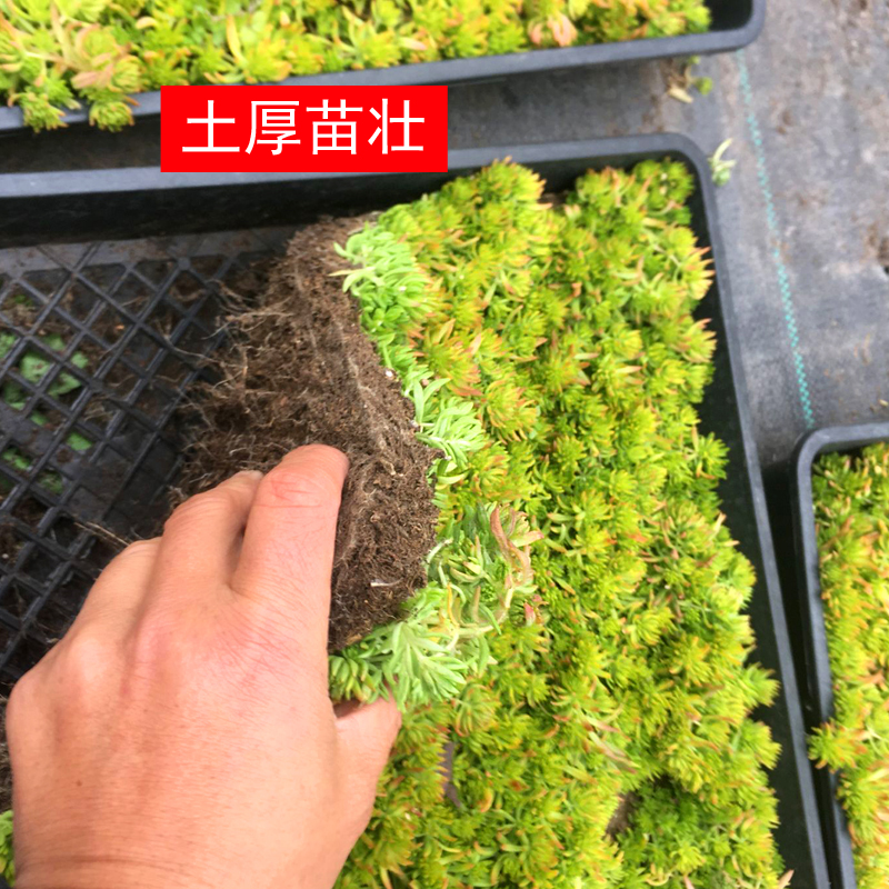 黄金佛甲草庭院草坪耐寒耐热旱四季常绿植地被多年生植物宿根中华