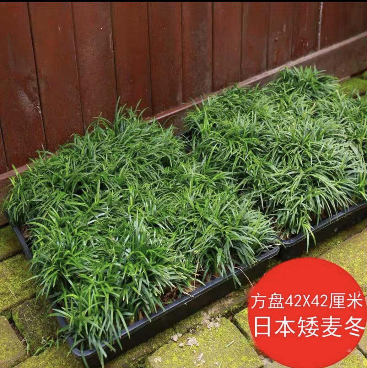 玉龙草矮草免修剪耐阴庭院耐寒草坪植物四季常青包邮