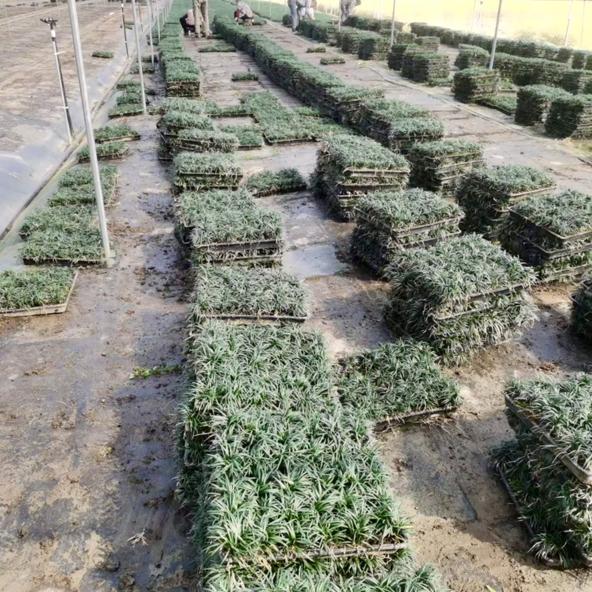 玉龙草矮麦冬绿植室外矮草免修剪耐阴庭院耐寒草坪植物四季绿色