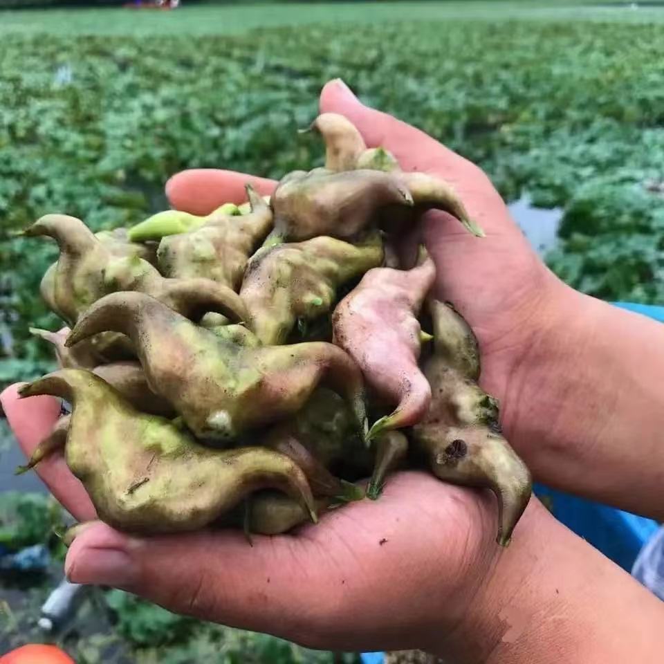 洪湖老菱角新鲜菱角现摘湖北老凌角莲角时令水果蔬菜1/3/5