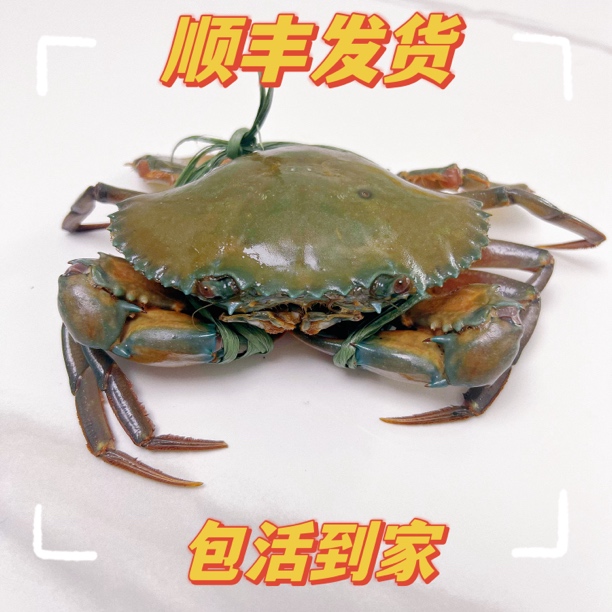 红膏蟹青蟹母蟹红鲟3-4两净重包有膏活发顺丰包活到家鲜活生猛