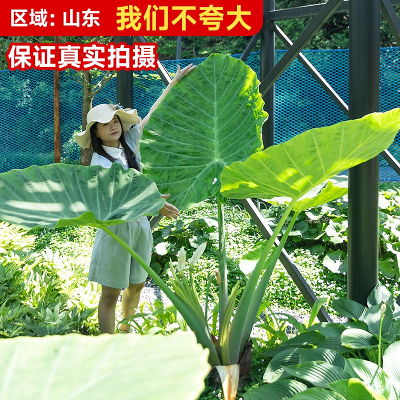 巨型象耳芋龙猫同款酒店盆栽庭院室内室外网红造景大型观叶植物