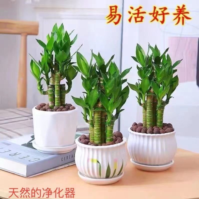 步步高富贵竹荷花竹水培土培盆栽室内客厅办公室净化空气花卉绿植