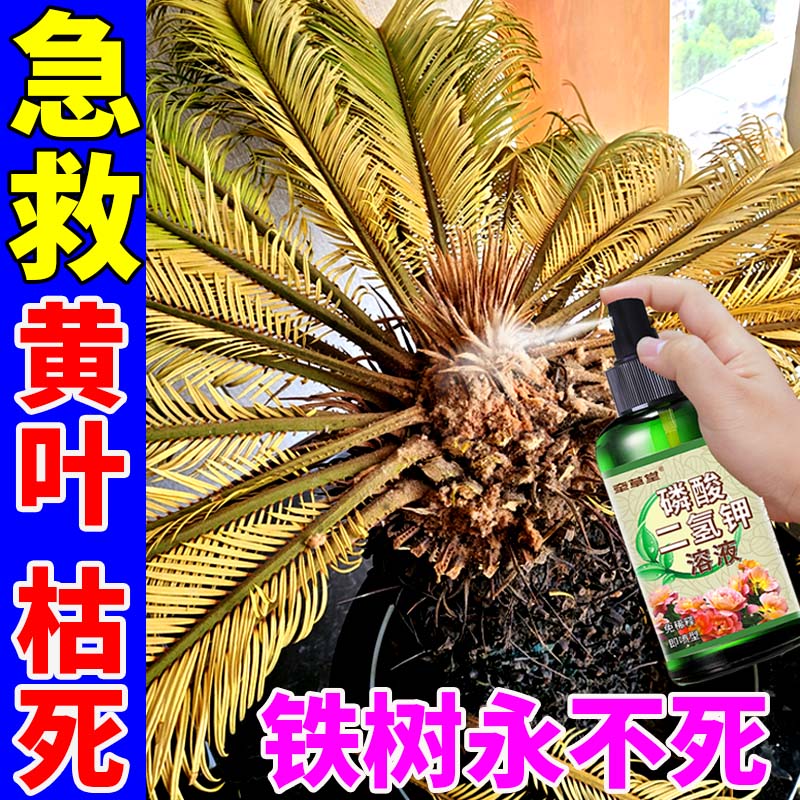 铁树营养液专用肥叶片发黄落叶干枯烂根急用催绿液体肥免稀释直喷