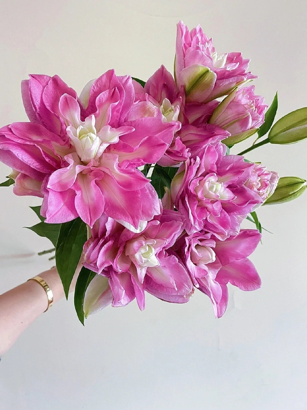 2头岁月荣光重瓣百合-（实物以直播间为准）