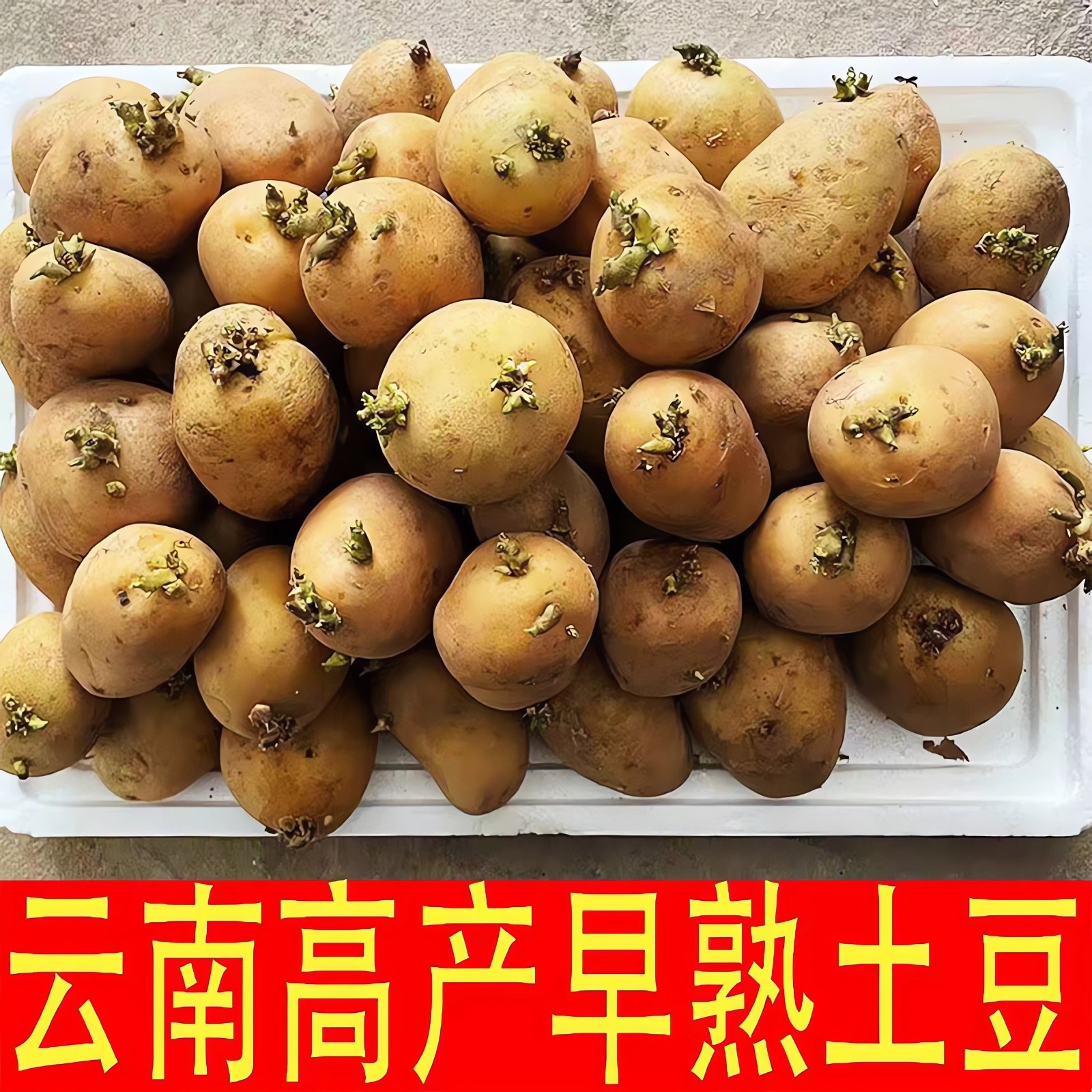 云南土豆种正宗黄皮黄心秋土豆种高产早熟发芽洋芋马铃薯种已催芽