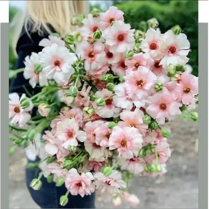 （沃柚园艺）花毛茛种球 蝴蝶花毛茛球根植物 庭院阳台花卉切花