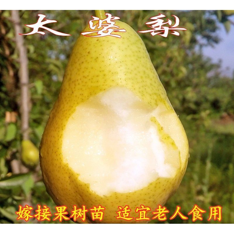 太婆梨树苗嫁接果树苗当年结果香蕉梨苗大头巴梨香软梨酥梨树带土