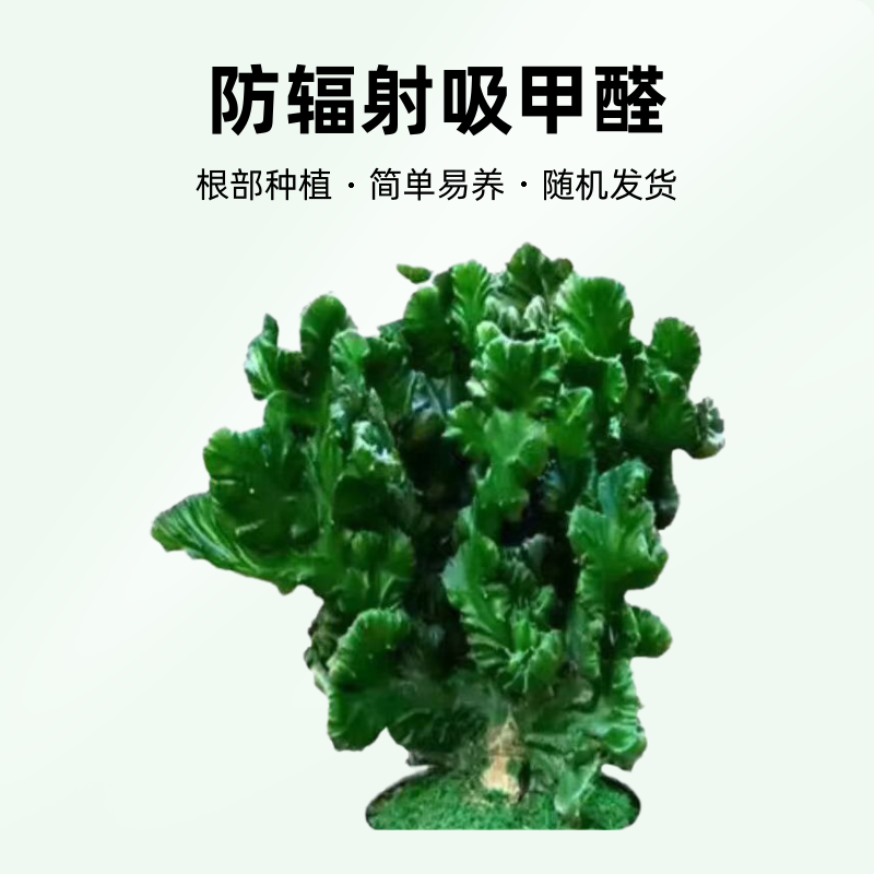 玉麒麟盆景多肉麒麟盆栽种植辐射吸甲醛美观造型老桩随机发货根部