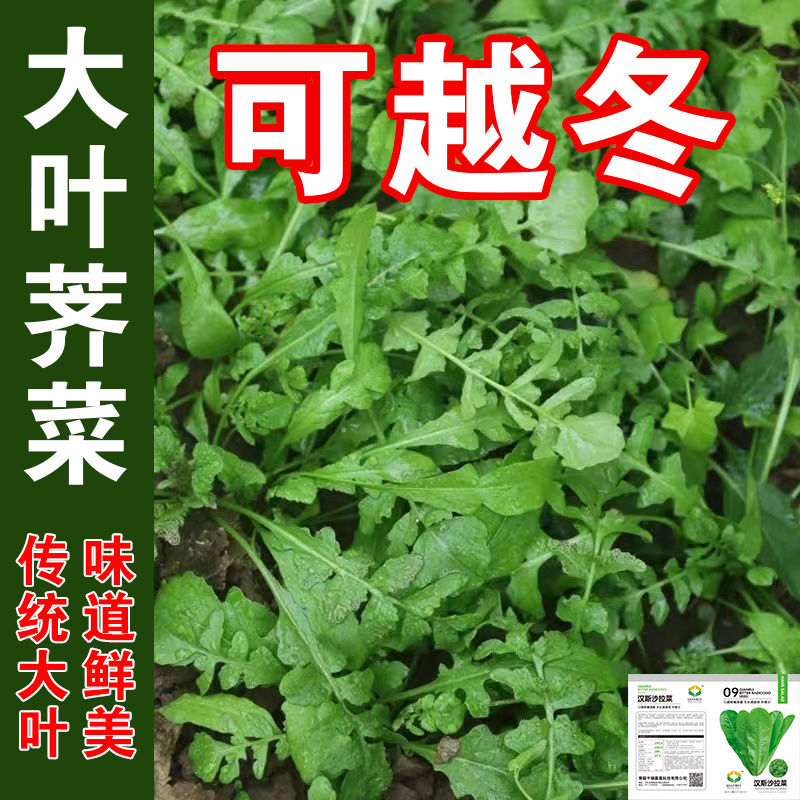 【买1包送1包大叶荠菜种子】耐热耐寒四季播种农家田园盆栽蔬菜种子