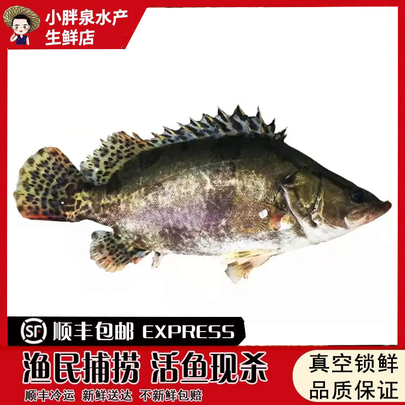 原生态大湖新鲜鳜鱼桂鱼季花淡水鱼新鲜1-3斤鳜鱼顺丰包邮