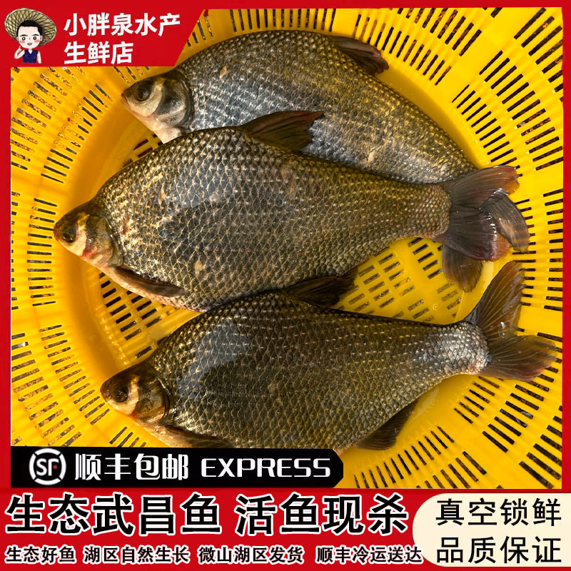 武昌鱼微山湖区原生态新鲜武昌鱼新鲜扁鱼淡水鳊鱼活鱼现杀顺丰