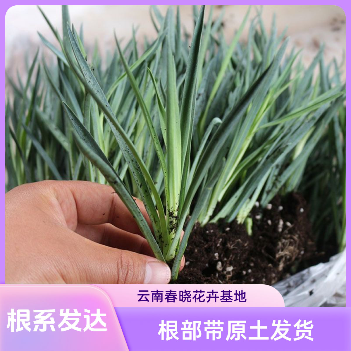 云南直发12棵康乃馨花苗多年生重瓣好种植阳台室内外盆栽花卉植物