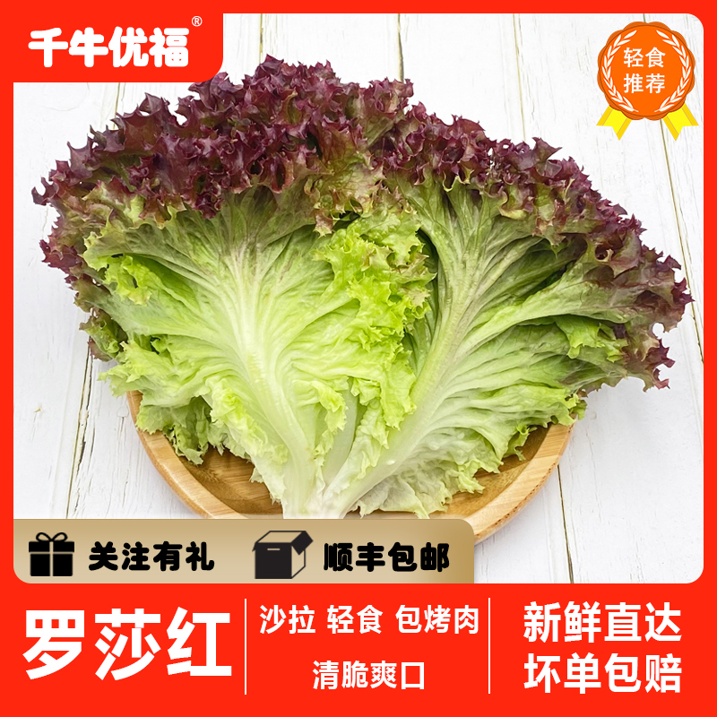 千牛优福罗莎红1-5斤 红叶生菜新鲜紫叶生菜西餐配菜沙拉色拉食材