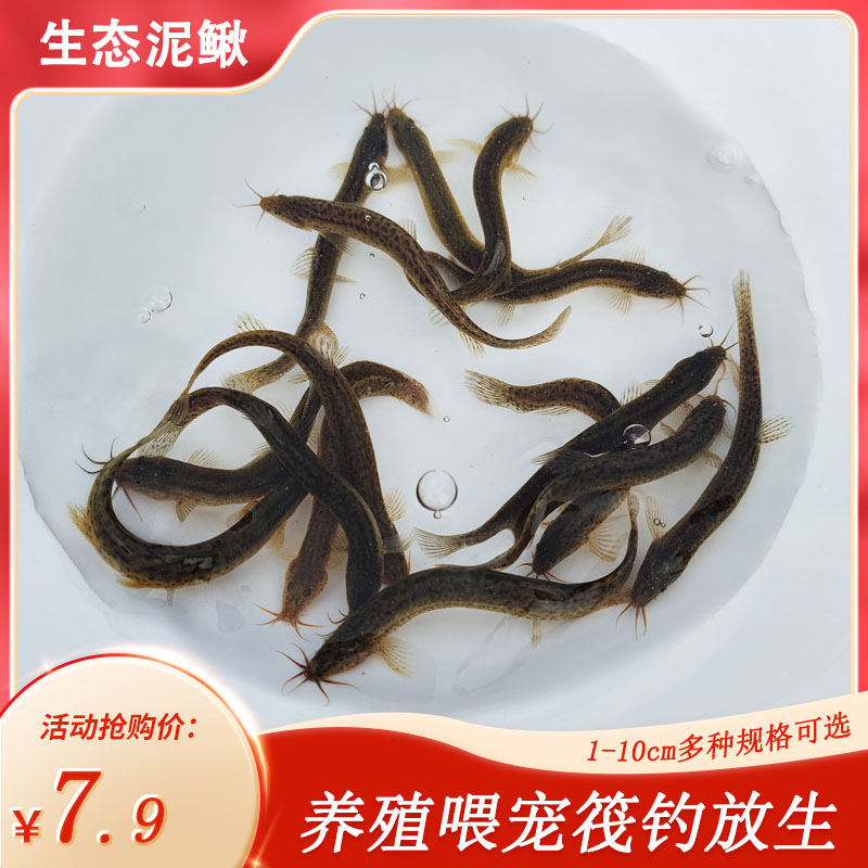 泥鳅苗鲜活喂宠钓鱼活饵乌龟龙鱼饲料养殖淡水鱼垂钓