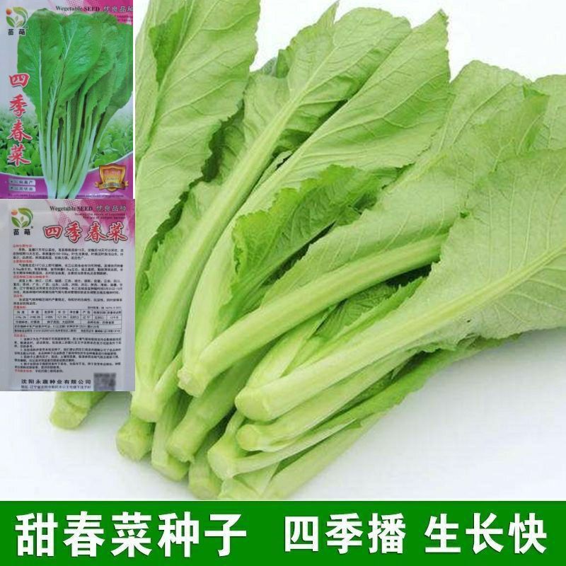四季甜春菜种子早熟春芥菜广东特色易种小青菜阳台盆栽高产蔬菜种