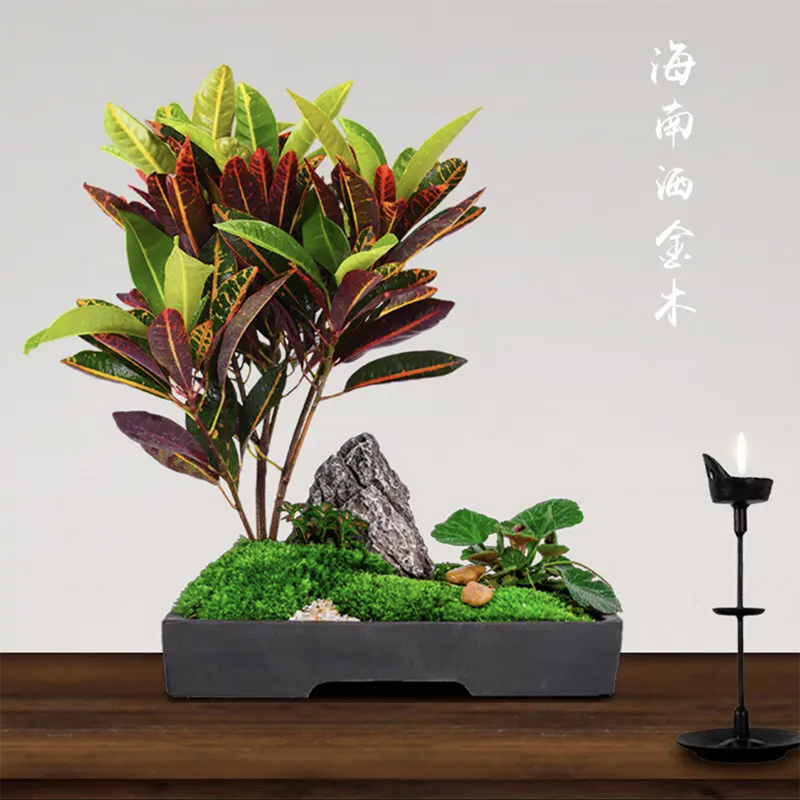 洒金变叶木七彩变色木盆栽室内外阳台庭院吸甲醛净化空气观叶植物