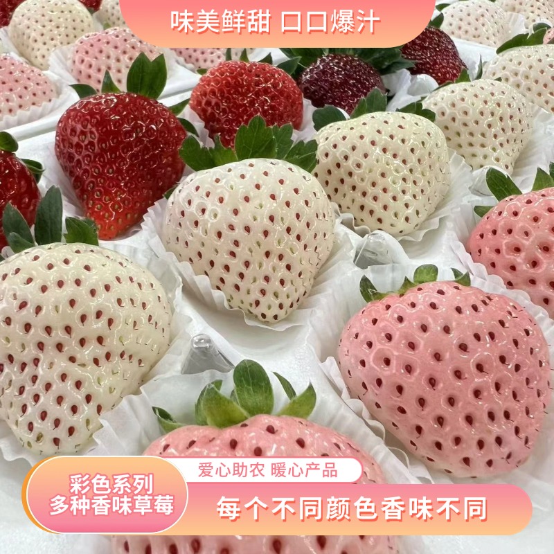 【顺丰包邮】淡雪草莓三色草莓草莓盲盒红白粉送礼多色草莓一斤