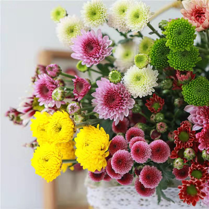 小雏菊10/20/30枝(混色或单色多选)新鲜云南昆明鲜基地直发室内花
