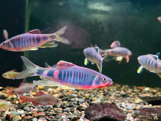 广西类高屏鱲鱼，原生鱼冷水鱼好养耐活鱲之颜值担当