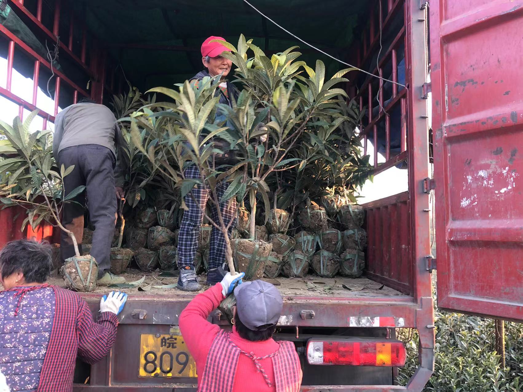 1-5年白玉嫁接盆栽绿植