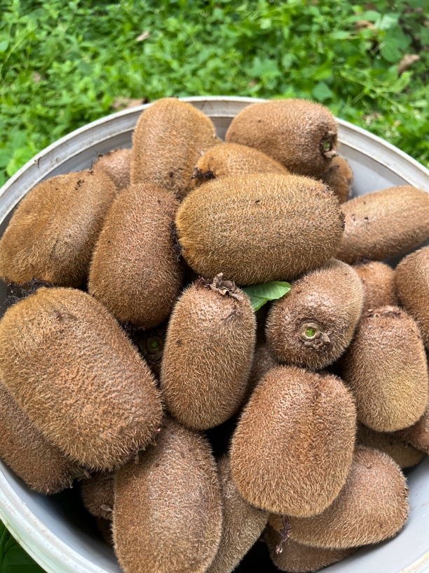 贵州特产修文贵长猕猴桃软糯香甜大中小混合装10斤包邮