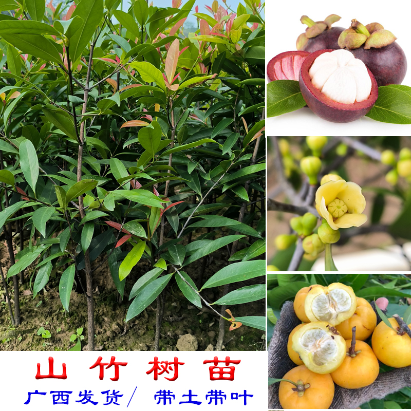 广西山竹树苗岭南黄金山竹罗檬树泰国山竹发货杯苗带土地栽盆栽