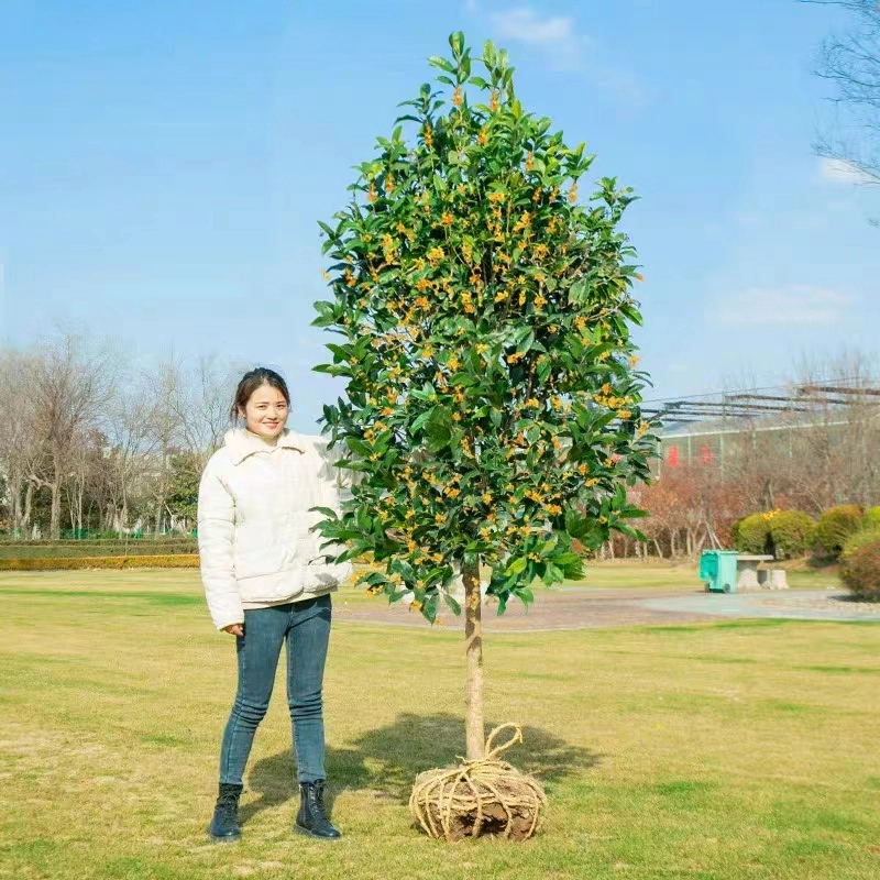 桂花树苗四季桂大型花卉八月庭院原生高杆金丹天香台阁沉香地盆栽
