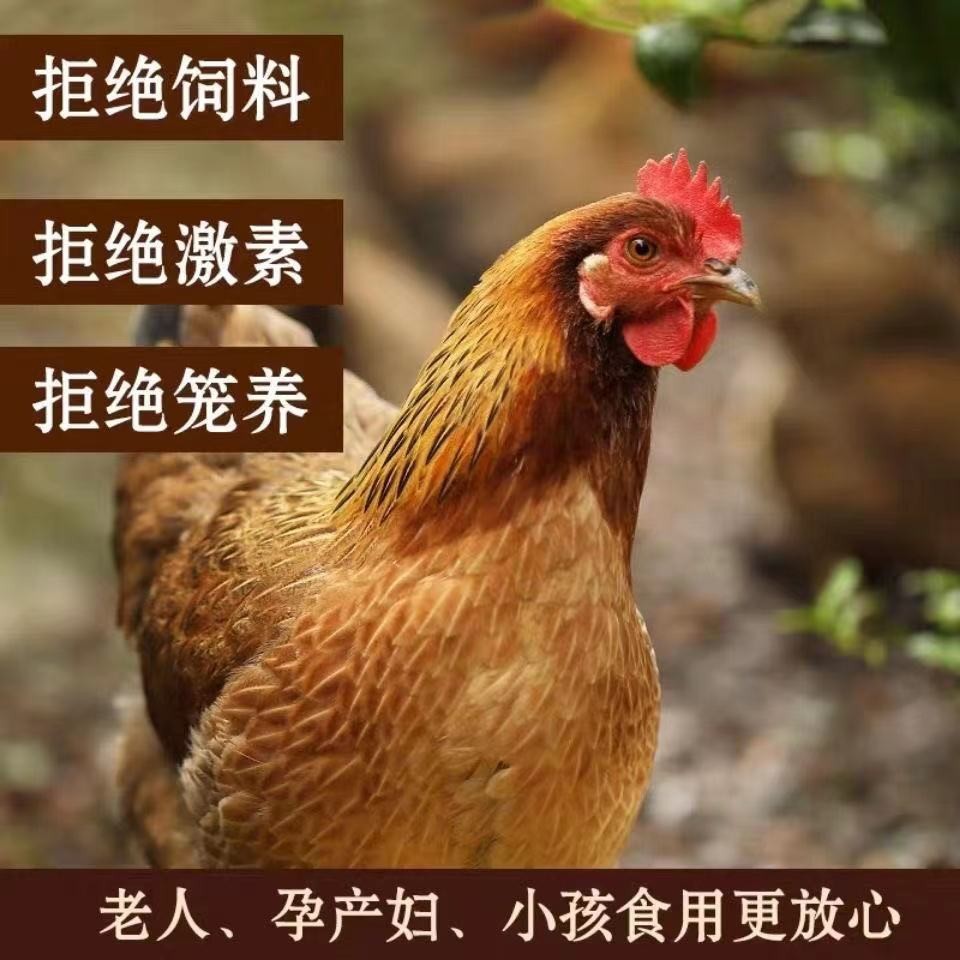 （1只装）皖南散养黑脚老母鸡不土可退（带内脏）2.5-3斤冷链