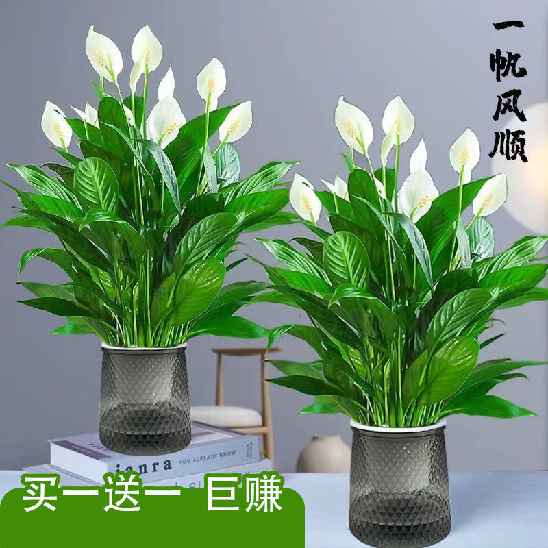 （粉丝福利）水培植物白掌盆栽一帆风顺盆栽室内客厅办公室绿植新手