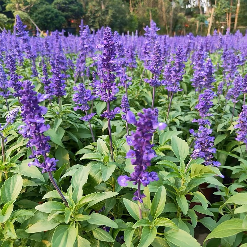蓝花鼠尾草种子室外庭院耐寒花籽四季播种开花一串兰花种籽子盆栽