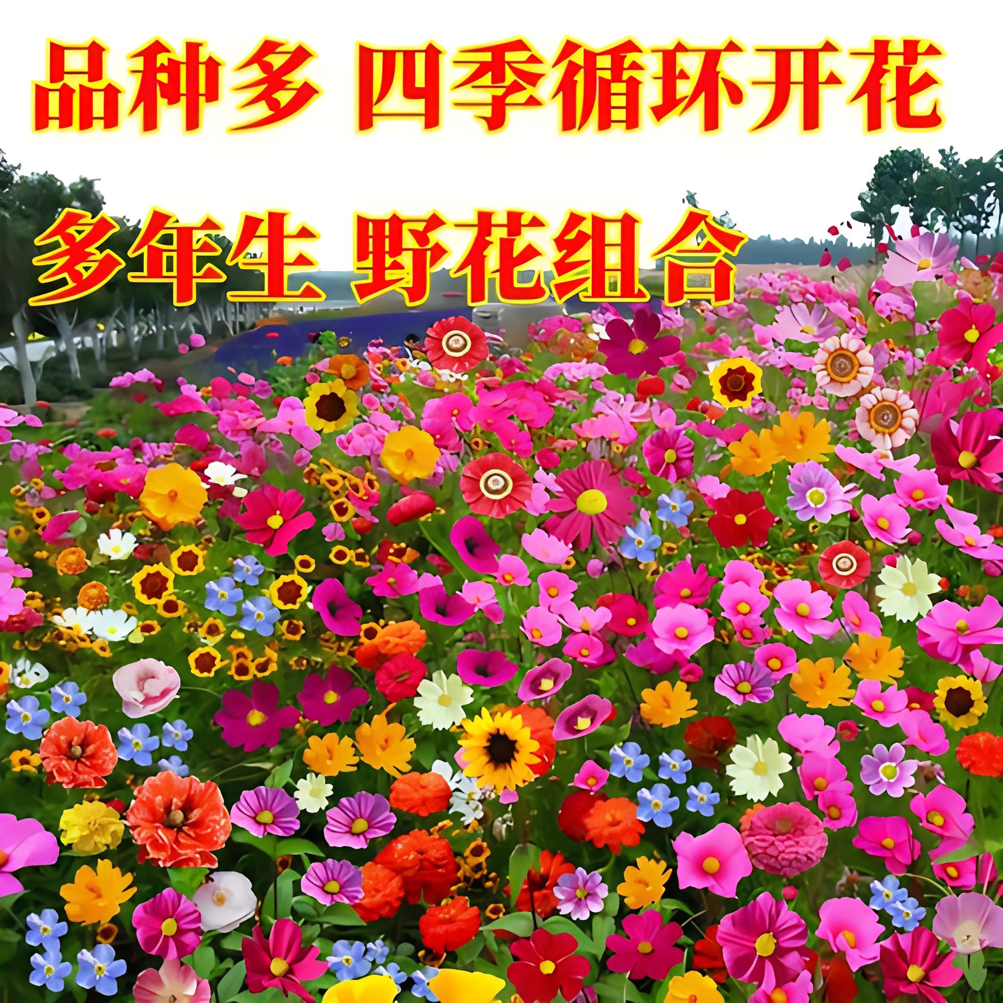 野花组合花种子波斯菊花种籽子四季播种开花格桑花花籽太阳花种孑